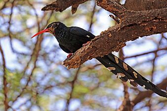 Green wood-hoopoe (Phoeniculus purpureus)