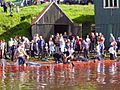 Grindadrap vagur, faroe islands