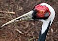 Grus vipio -Netherlands -zoo -8a