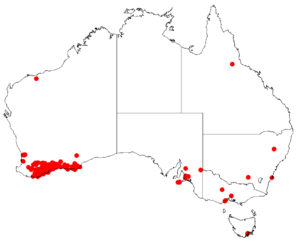 Hakea laurinaDistMap70.png