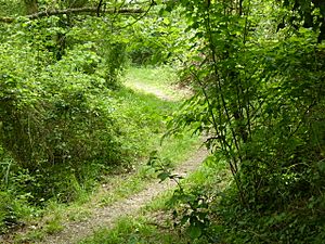 Halnaker Chalk Pit (3).jpg