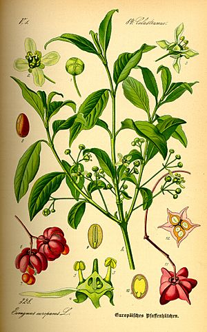 Illustration Euonymus europaea0.jpg