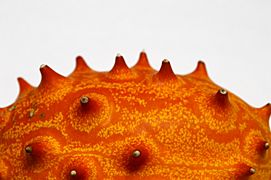 Kiwano spines - 2021