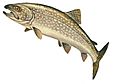 Lake Trout GLERL