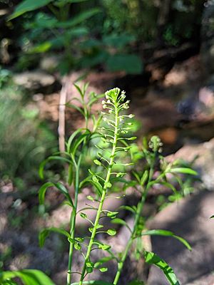 Lepidium virginicum flowers