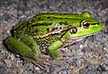 Litoria raniformis