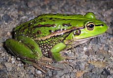 Litoria raniformis