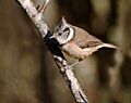 Lophophanes cristatus -Aviemore, Scotland-8