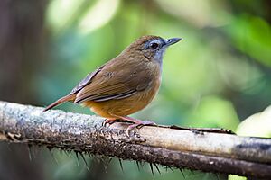 Malacocincla-abbotti-abbotts-babbler-khao-yai-national-park.jpg