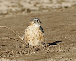 Merlin (Falco columbarius)