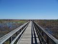 Micanopy Paynes Prairie overlook bdwlk01