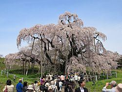 Miharu Miharu-Takizakura Front 1