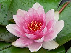 Nymphaea tetragona.jpg