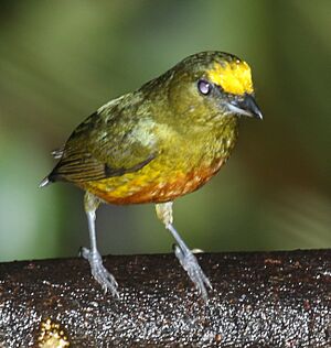 Olive-backed Euphonia