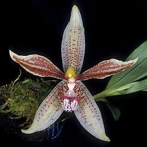 Paphinia rugosa.jpg