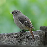 Phoenicurus auroreus -Japan -female-8-4c