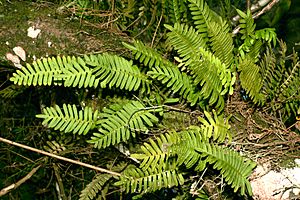 Polypodium polypodioides, Loxahatchee