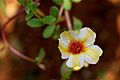 Portulaca flowers 11