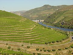 Régua Douro 4