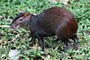 Red-rumped agouti