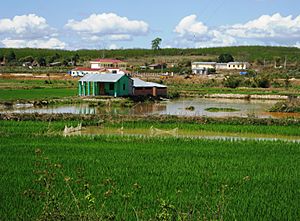 Rice fields in Vietnam