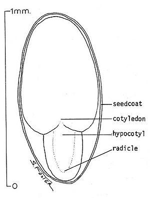 Salix scouleriana.seed