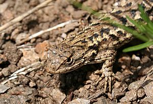 Sceloporus occidentalis