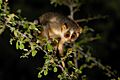 Slender Loris