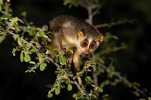 Slender Loris.jpg