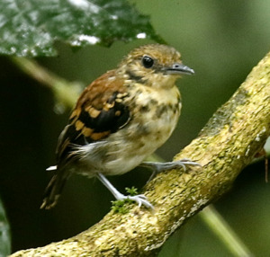 Spotted Antbird