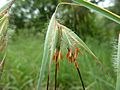 Themeda triandra, blompakkie, Skeerpoort