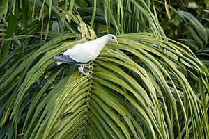Torresian Imperial-Pigeon - Cairns.jpg