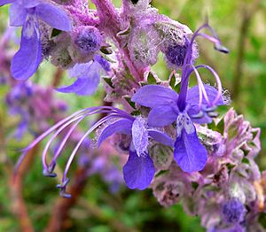 Trichostema lanatum 4.jpg