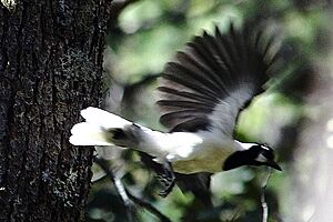 Tufted jay in flight