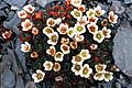 Tuftedsaxifrage-1