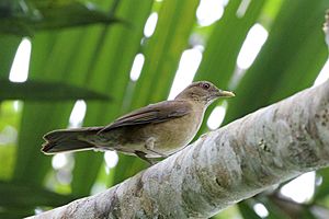 Turdus sanchezorum.jpg