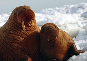 Walrus 2 (6383855895).jpg