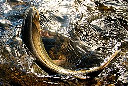 Weber river cutt