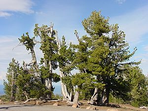 Whitebark pine group.jpg