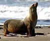 Zalophus californianus - Morro Bay.jpg