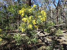 Acacia filicifolia (habit)