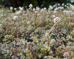 Acaena microphylla 2017-05-23 1217.jpg