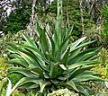 Agave ferox 3