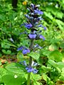 Ajuga reptans 003