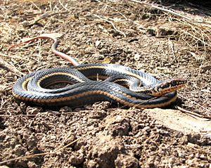 Alameda whipsnake.jpg