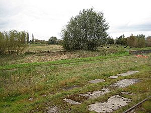 Alney Island Nature Reserve - geograph.org.uk - 1016423