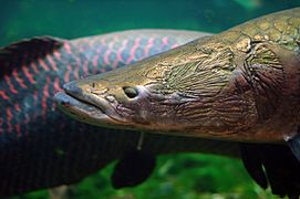 Arapaima close-up