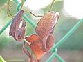 Aristolochia maxima2