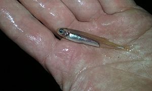 Australian smelt (Retropinna semoni)