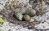 Avocet four eggs